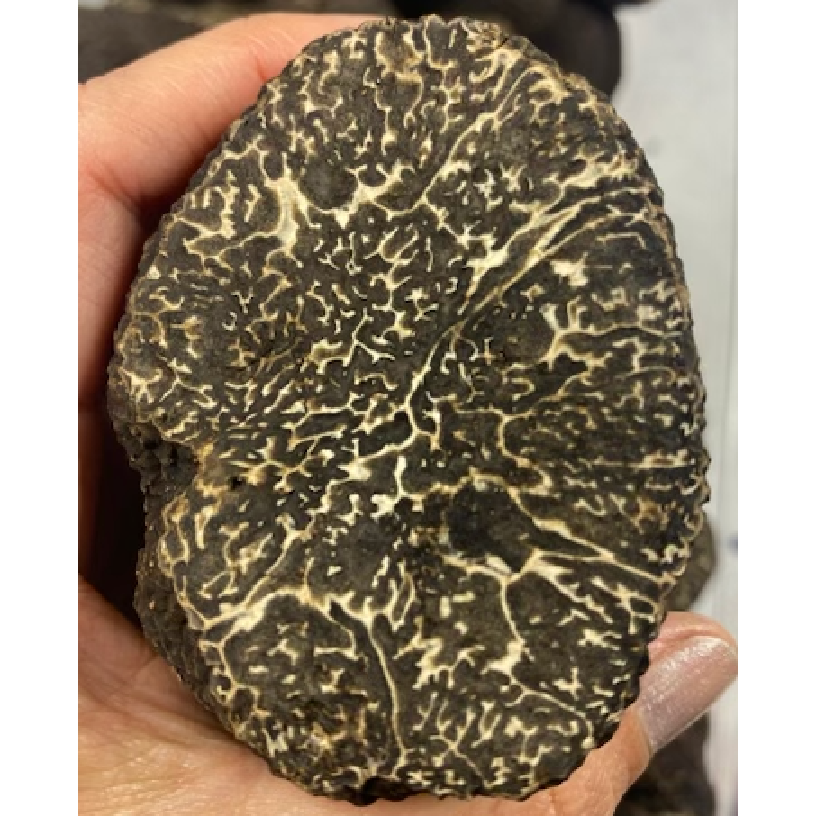 Black Truffle - Winter Tuber melanosporum vittadini Perigord