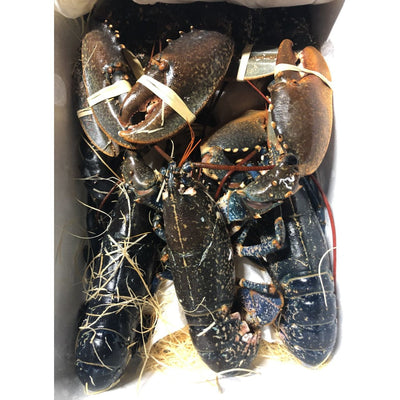 European Blue Lobster Frozen (1 - 2.2lbs)